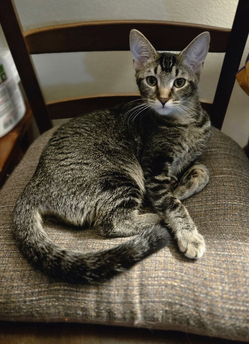 Harper(MUST BE ADOPTED WITH MELODY)