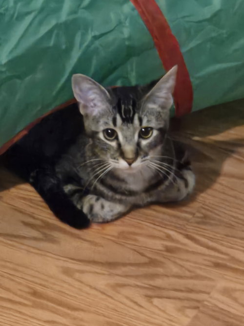 Harper(MUST BE ADOPTED WITH MELODY)