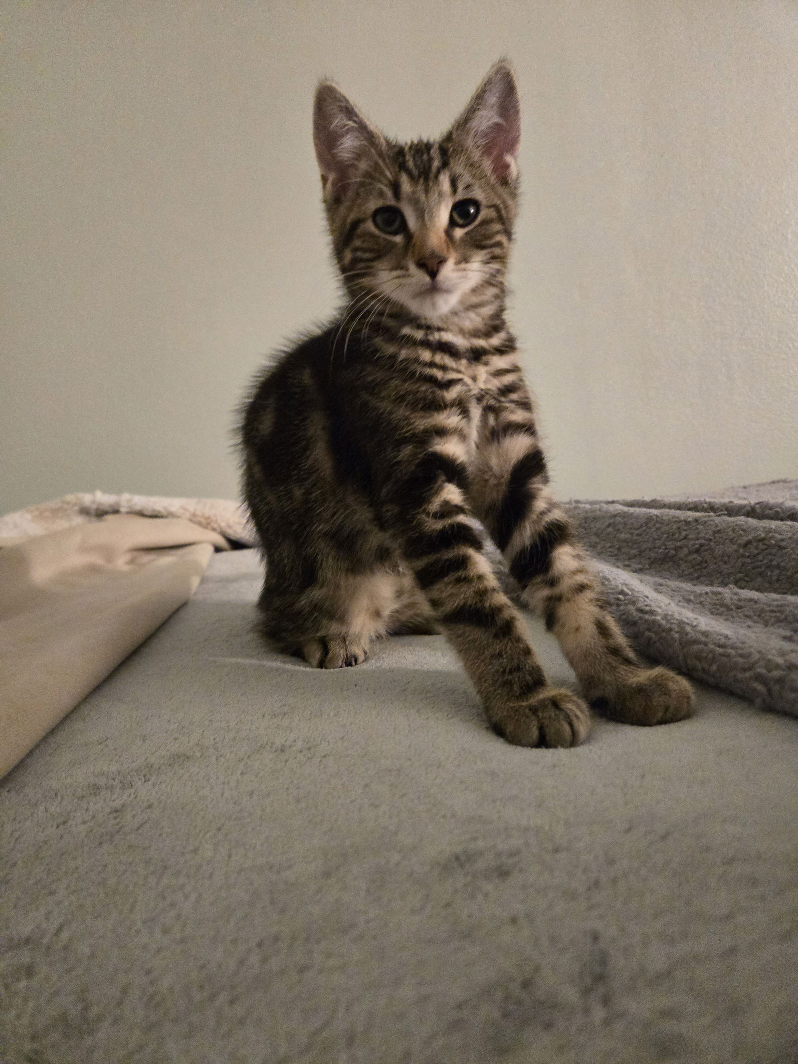 adoptable Cat in Novi, MI named Dave
