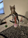 adoptable Cat in Novi, MI named Dave