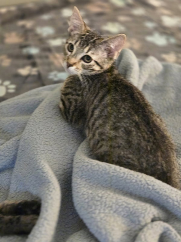 Melody(MUST BE ADOPTED WITH HARPER)