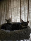 Melody(MUST BE ADOPTED WITH HARPER)