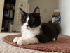 adoptable Cat in  named Paxon (Must Be Adopted With Pyper)