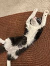 Paxon (Must Be Adopted With Pyper)