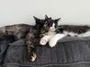 Paxon (Must Be Adopted With Pyper)