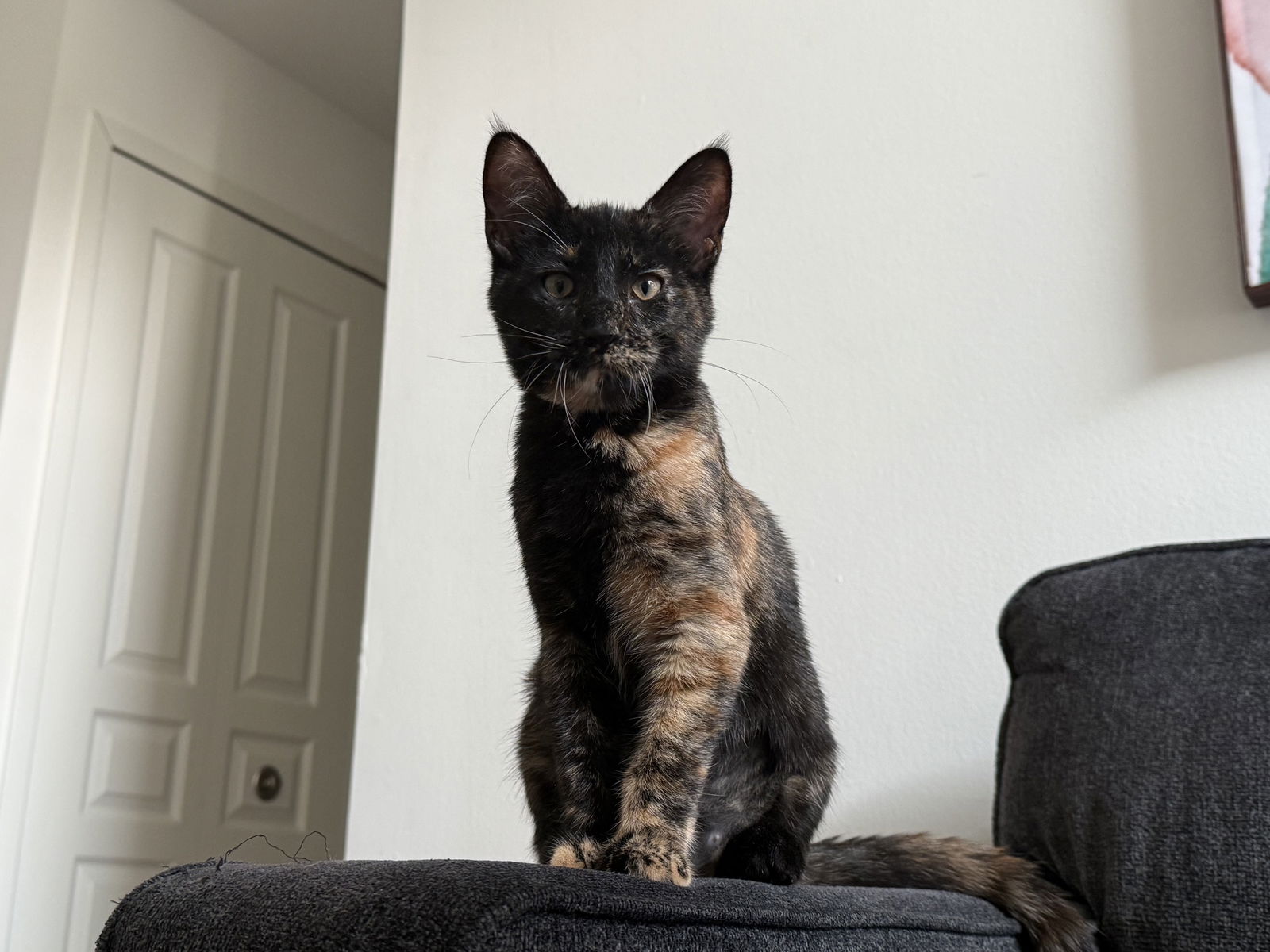 adoptable Cat in Walled Lake, MI named Pyper (Must Be Adopted With Paxton)