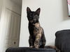adoptable Cat in walled lake, MI named Pyper (Must Be Adopted With Paxton)