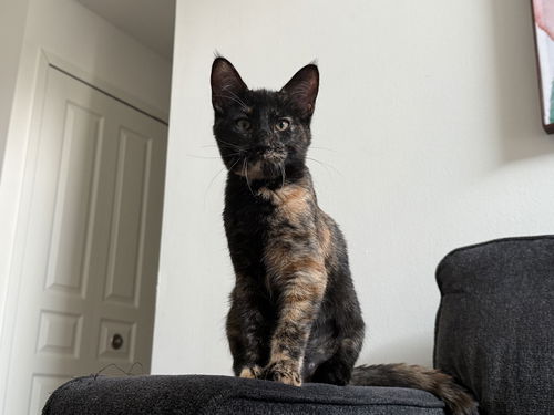 Pyper (Must Be Adopted With Paxton)