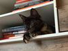 Pyper (Must Be Adopted With Paxton)