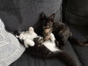 Pyper (Must Be Adopted With Paxton)