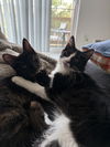 Pyper (Must Be Adopted With Paxton)