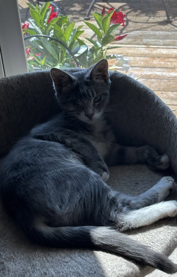 Lady (Bonded with Martina)