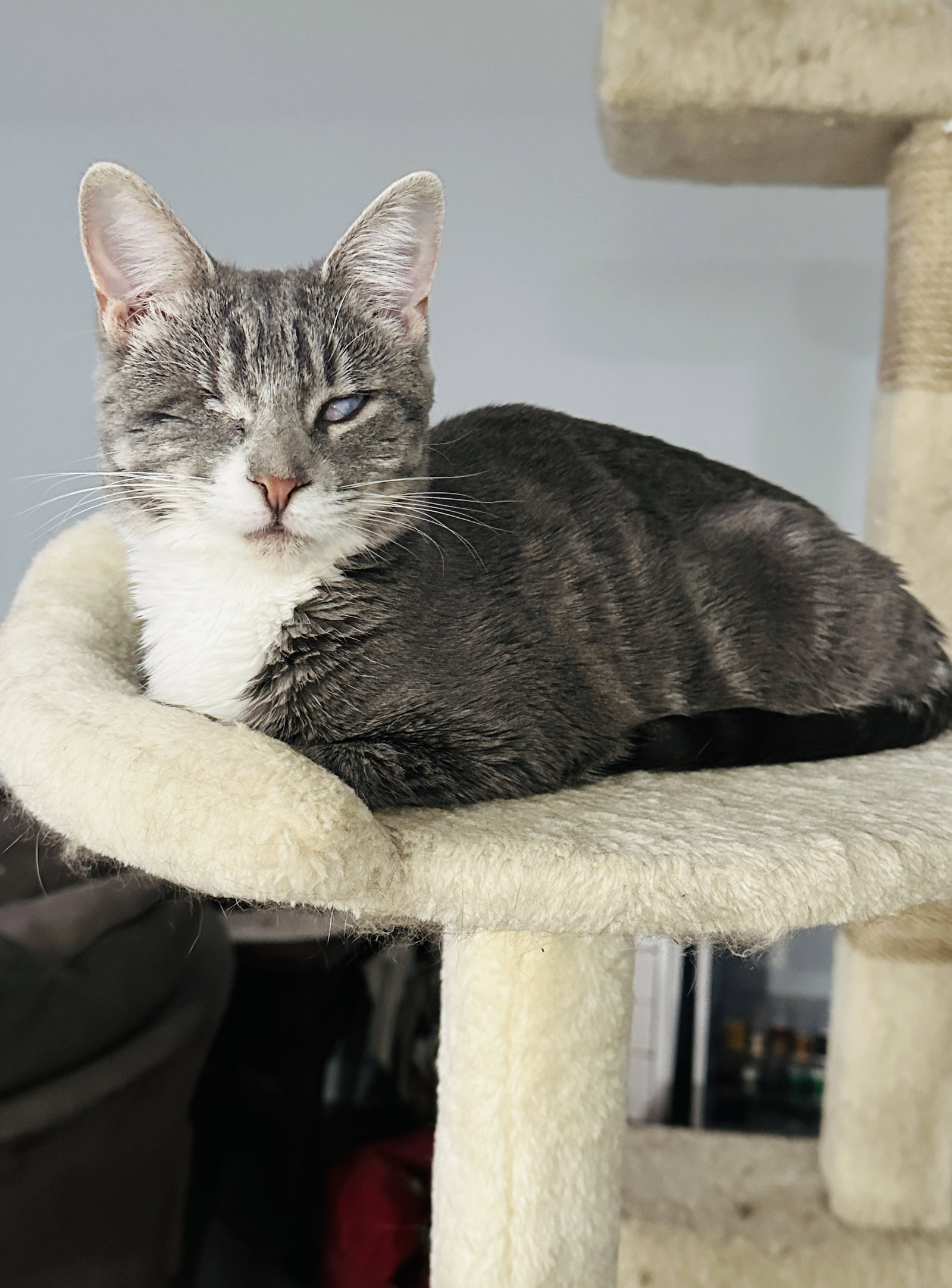 Lady (Bonded with Martina), photo 6
