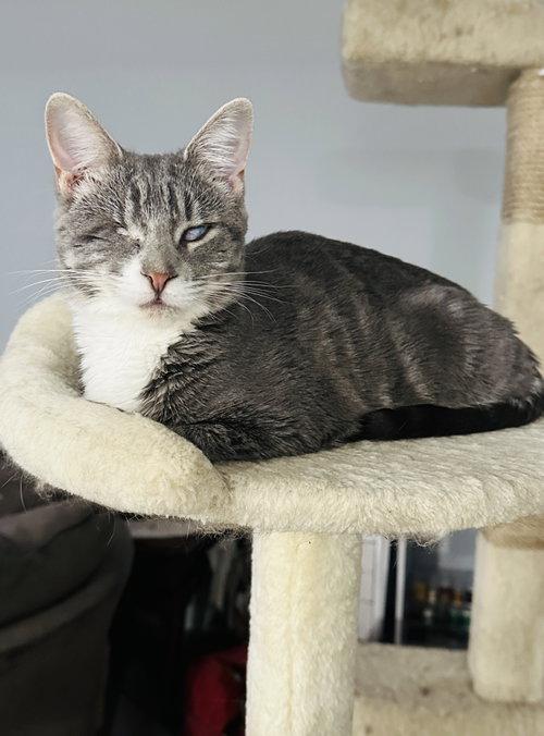 Photo 5 of Lady (Bonded with Martina)