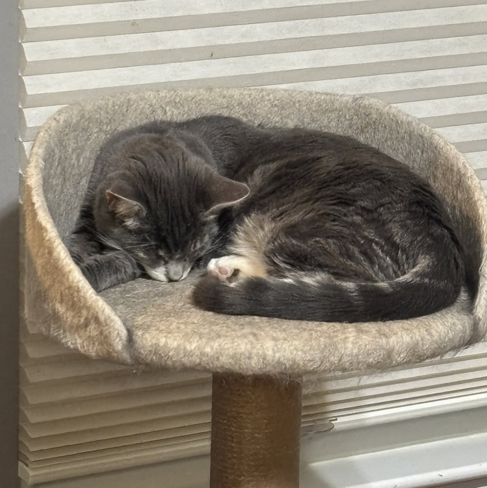 Lady (Bonded with Martina), photo 9