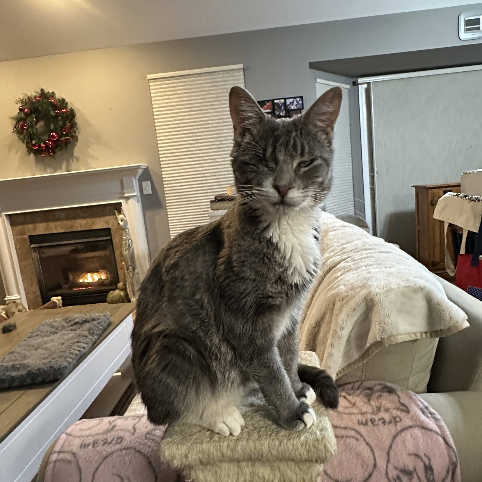 Lady (Bonded with Martina), photo 8