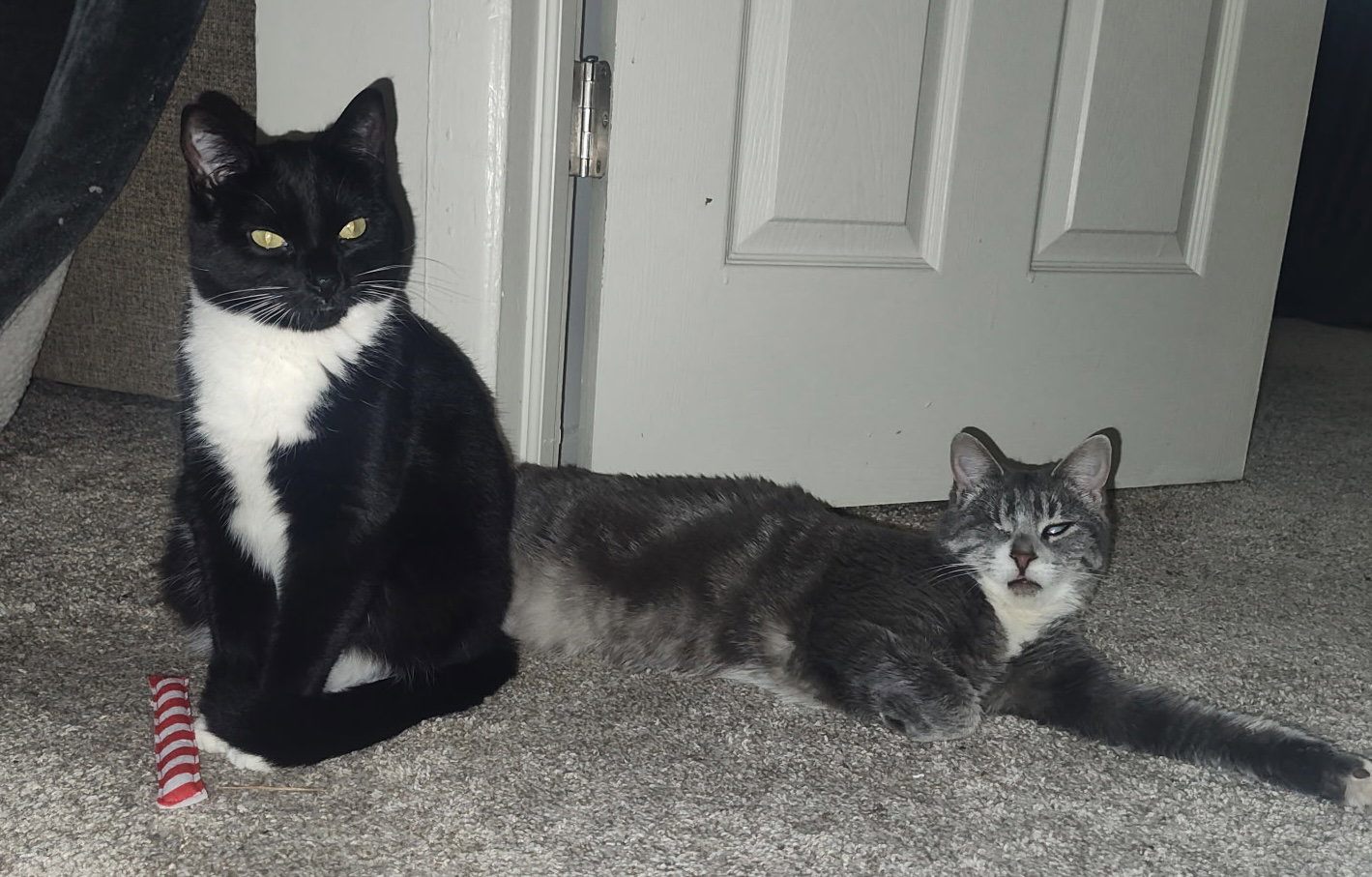 Lady (Bonded with Martina), photo 3