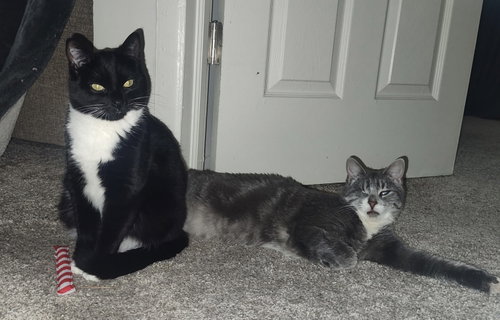 Photo 2 of Lady (Bonded with Martina)