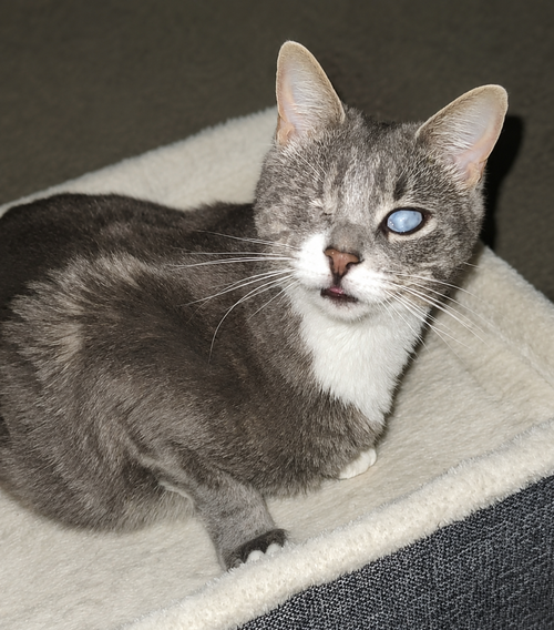 picture of the cat needing adoption