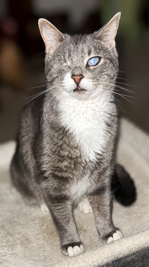 Photo 4 of Lady (Bonded with Martina)