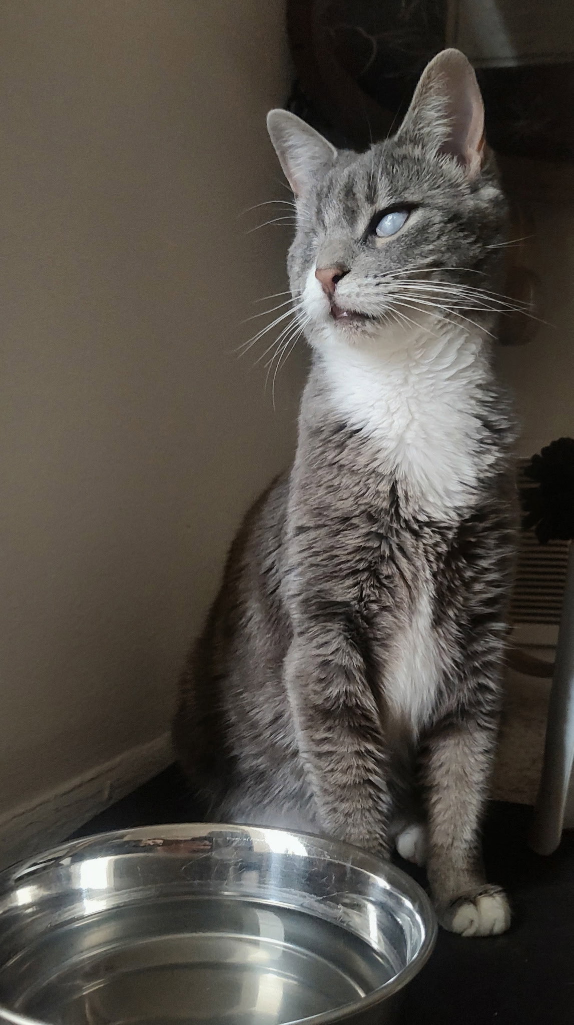 Lady (Bonded with Martina), photo 7