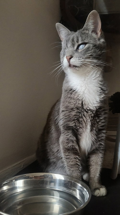 Photo 6 of Lady (Bonded with Martina)