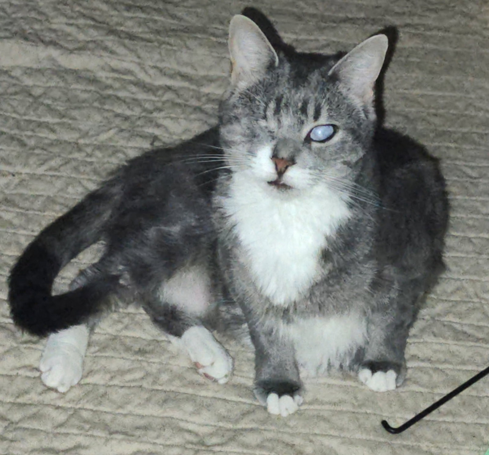 Lady (Bonded with Martina), photo 2