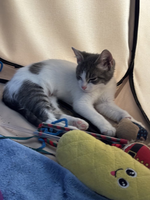 Leza (Must be adopted with Loann)