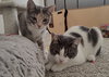 Leza (Must be adopted with Loann)