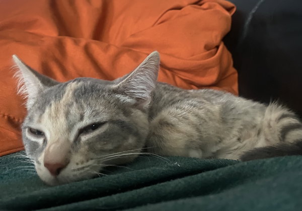 Loann (Must be adopted with Leza)