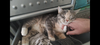 Loann (Must be adopted with Leza)