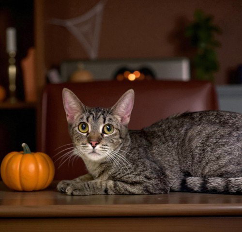 Ingrid (must be adopted with Peppers)