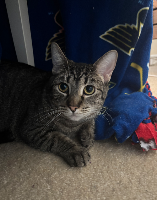 Ingrid, Adult Domestic Short Hair (short coat), cat for adoption in Dearborn Heights, Michigan