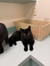 Tilt (must be adopted w Midnight Blue)