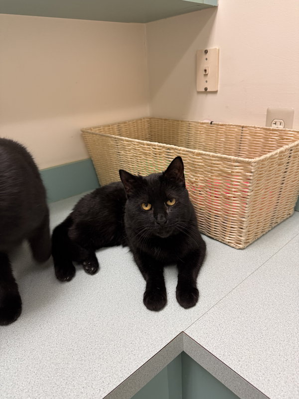 Tilt (must be adopted w Midnight Blue)