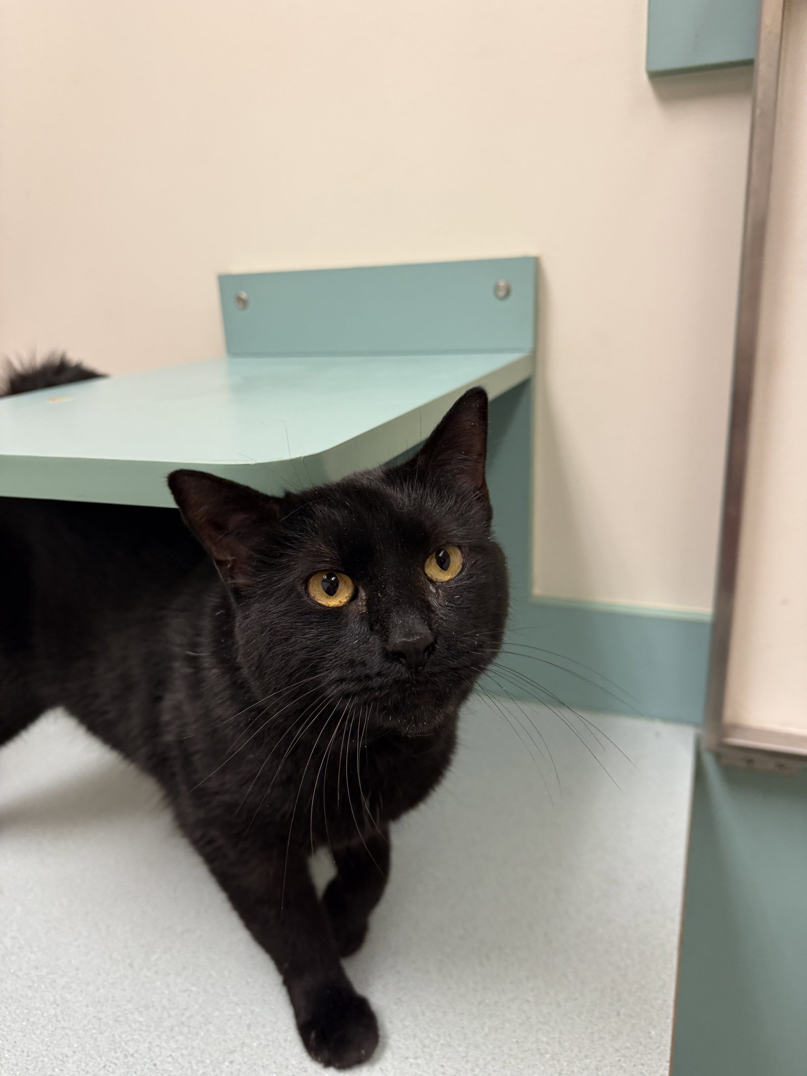 Tilt (must be adopted w Midnight Blue)