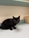 Midnight Blue (Must be adopted w Tilt)