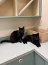 Midnight Blue (Must be adopted w Tilt)