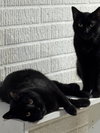 Midnight Blue (Must be adopted w Tilt)