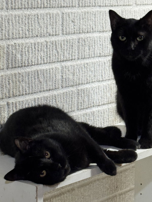 Midnight Blue (Must be adopted w Tilt)