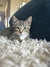 Mylo