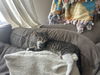 Mylo