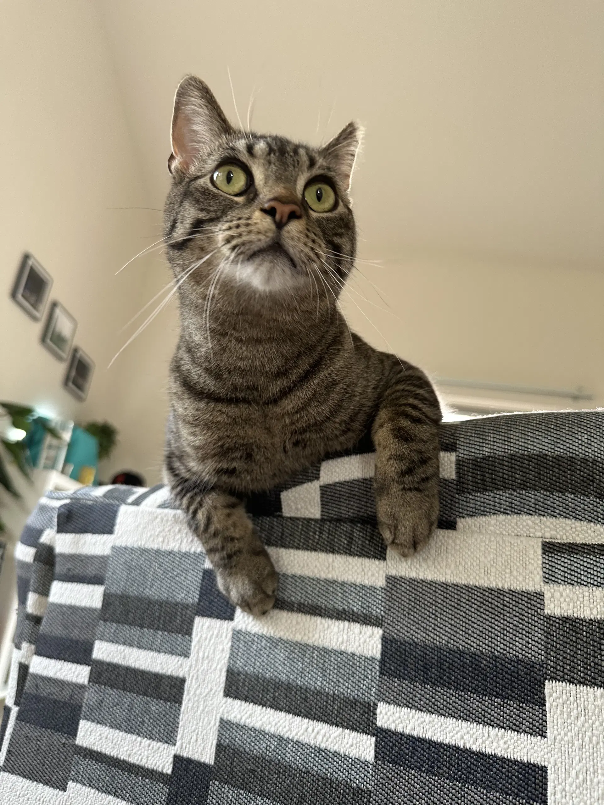 Jingle - Domestic Short Hair