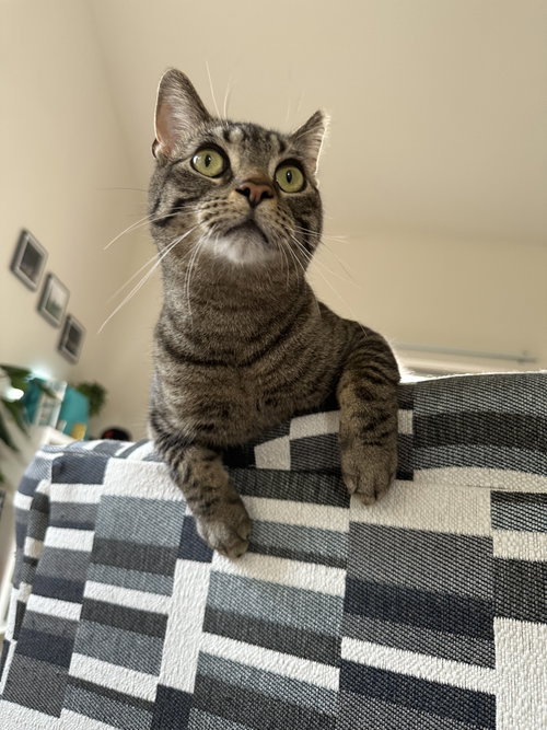 picture of the cat needing adoption