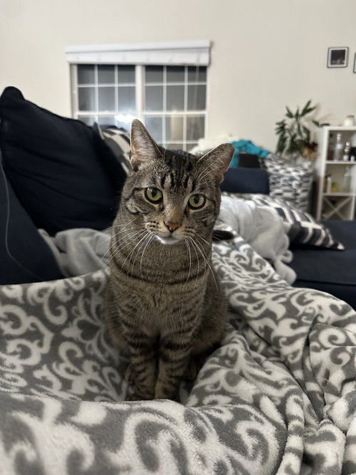 Jingle, Young Domestic Short Hair / Tabby / Mixed (short coat), cat for adoption in Warren, Michigan