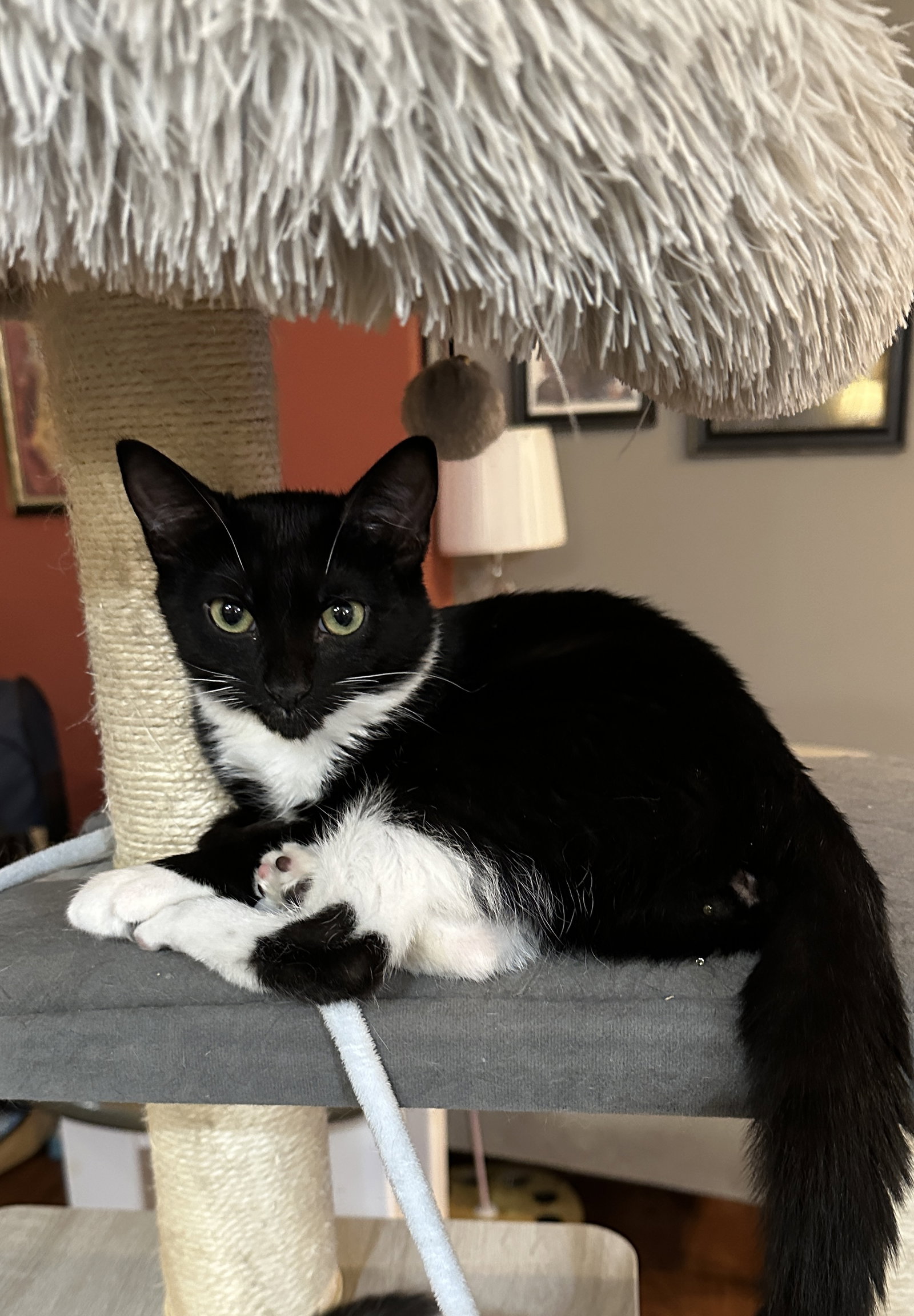 Martina (Bonded with Lady), photo 7
