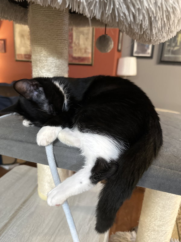 Martina (Bonded with Lady)