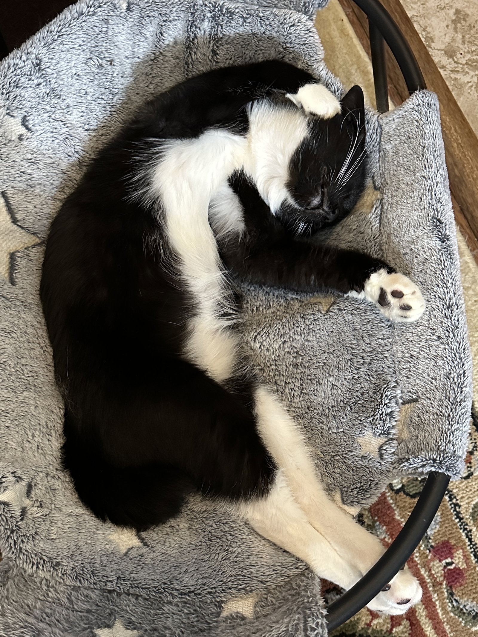 Martina (Bonded with Lady), photo 6