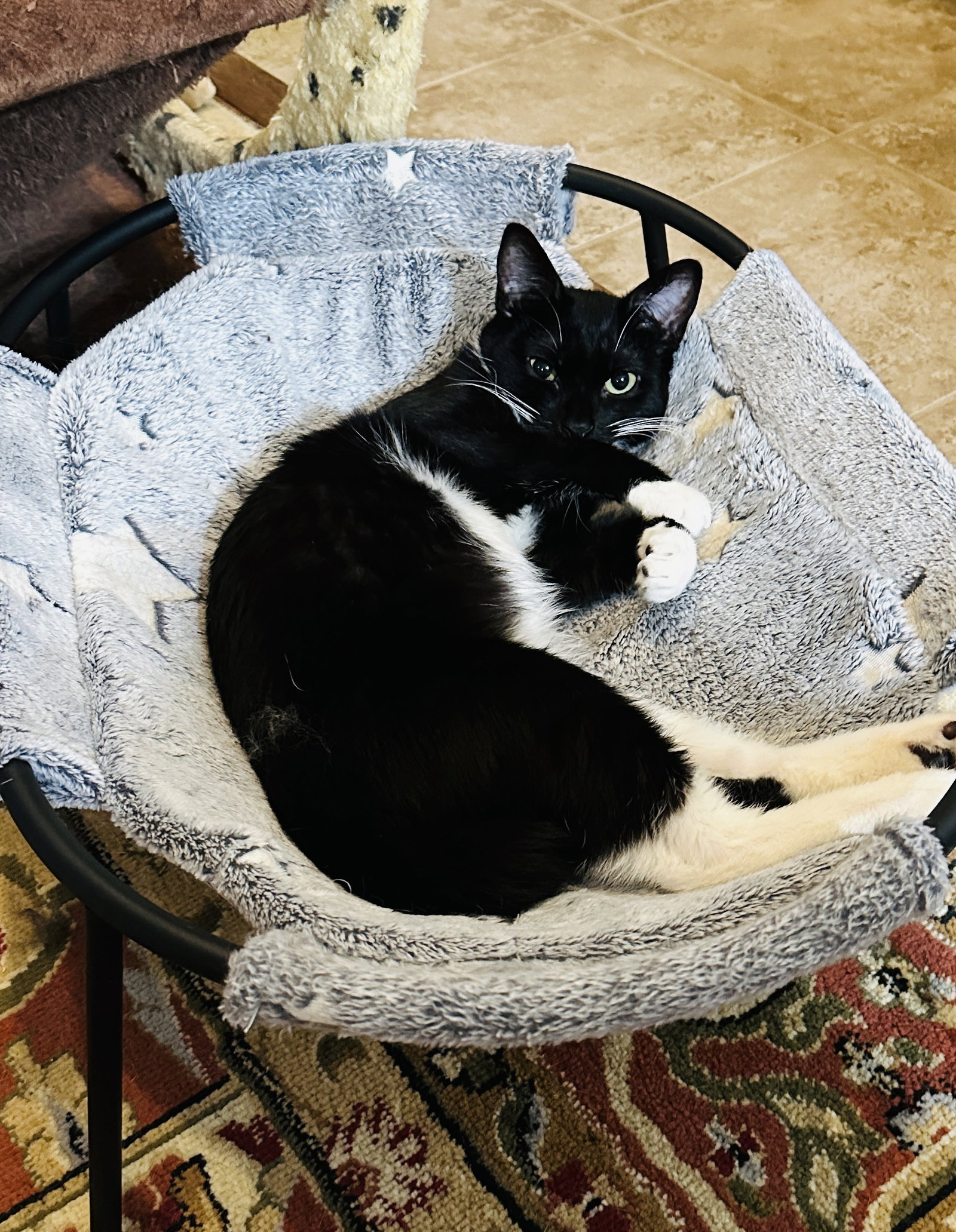 Martina (Bonded with Lady), photo 5