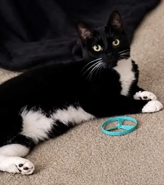 Martina Bonded With Lady - Domestic Short Hair